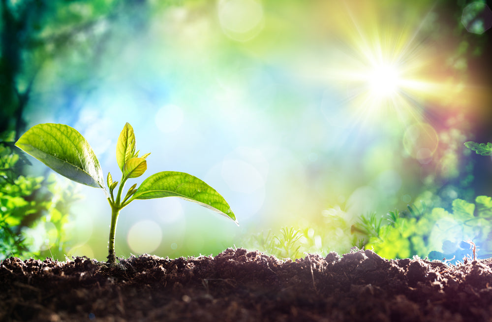 Spring Detox for Women: How to Gently Cleanse with Food, Herbs & Moontime Tea